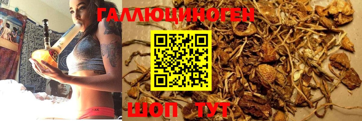 Псилоцибиновые грибы Psilocybine cubensis Владикавказ